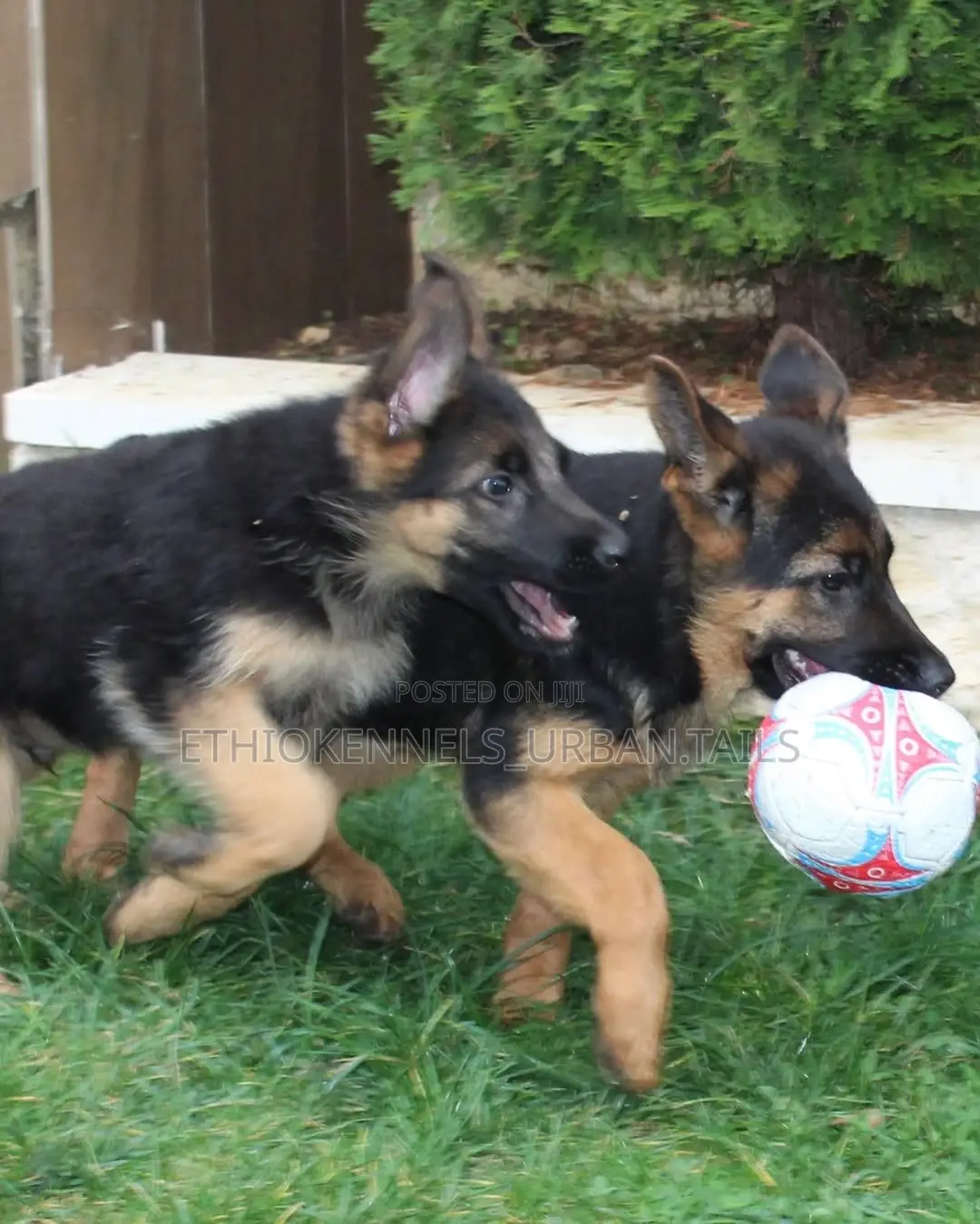 3-6 months Male Purebred German Shepherd