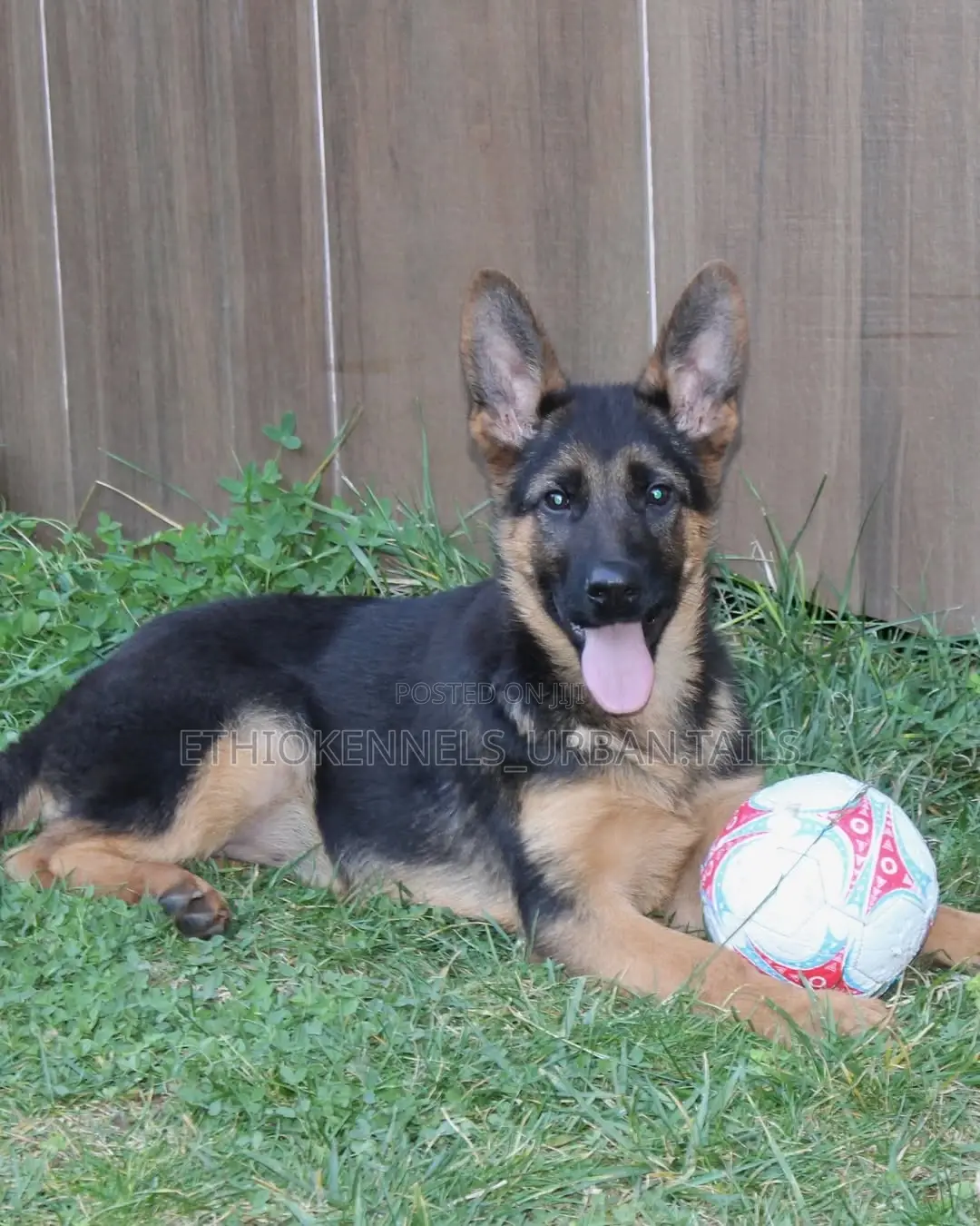 3-6 months Male Purebred German Shepherd
