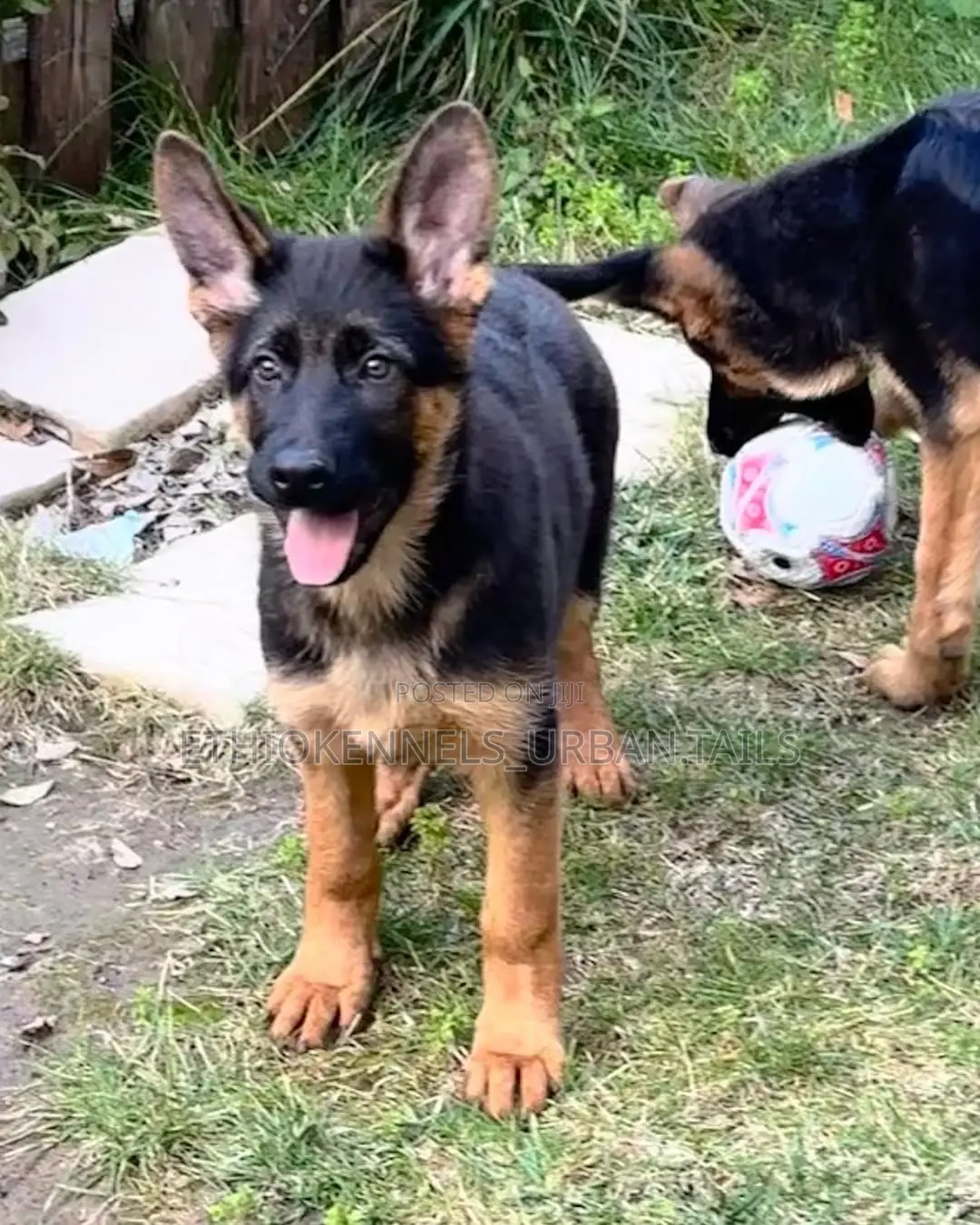 3-6 months Male Purebred German Shepherd