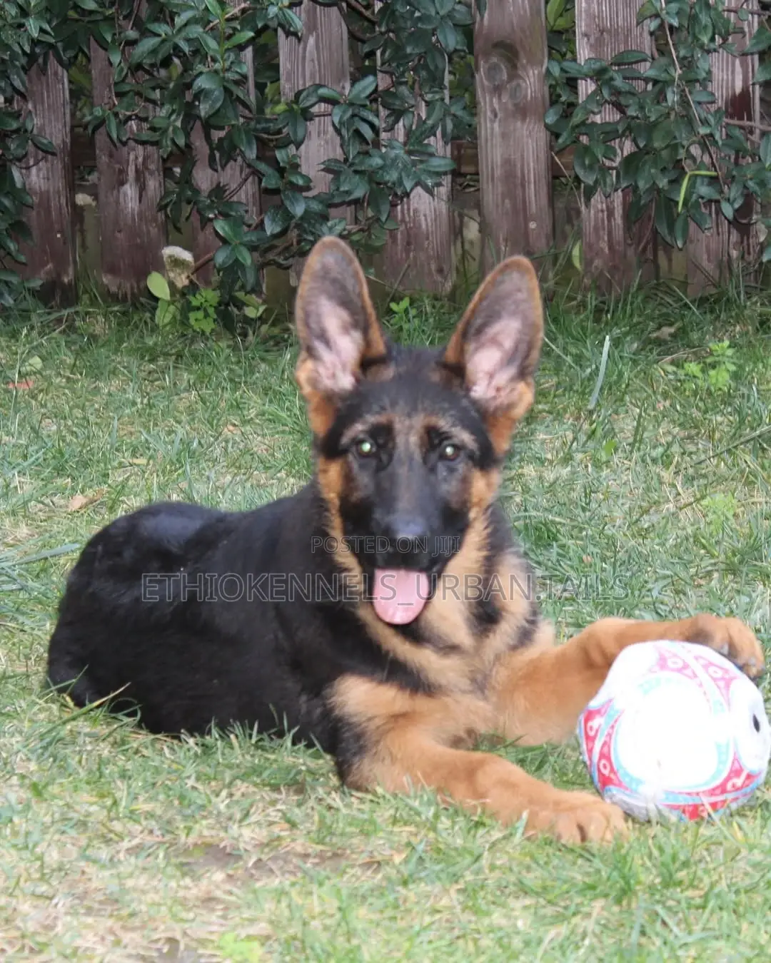 3-6 months Male Purebred German Shepherd