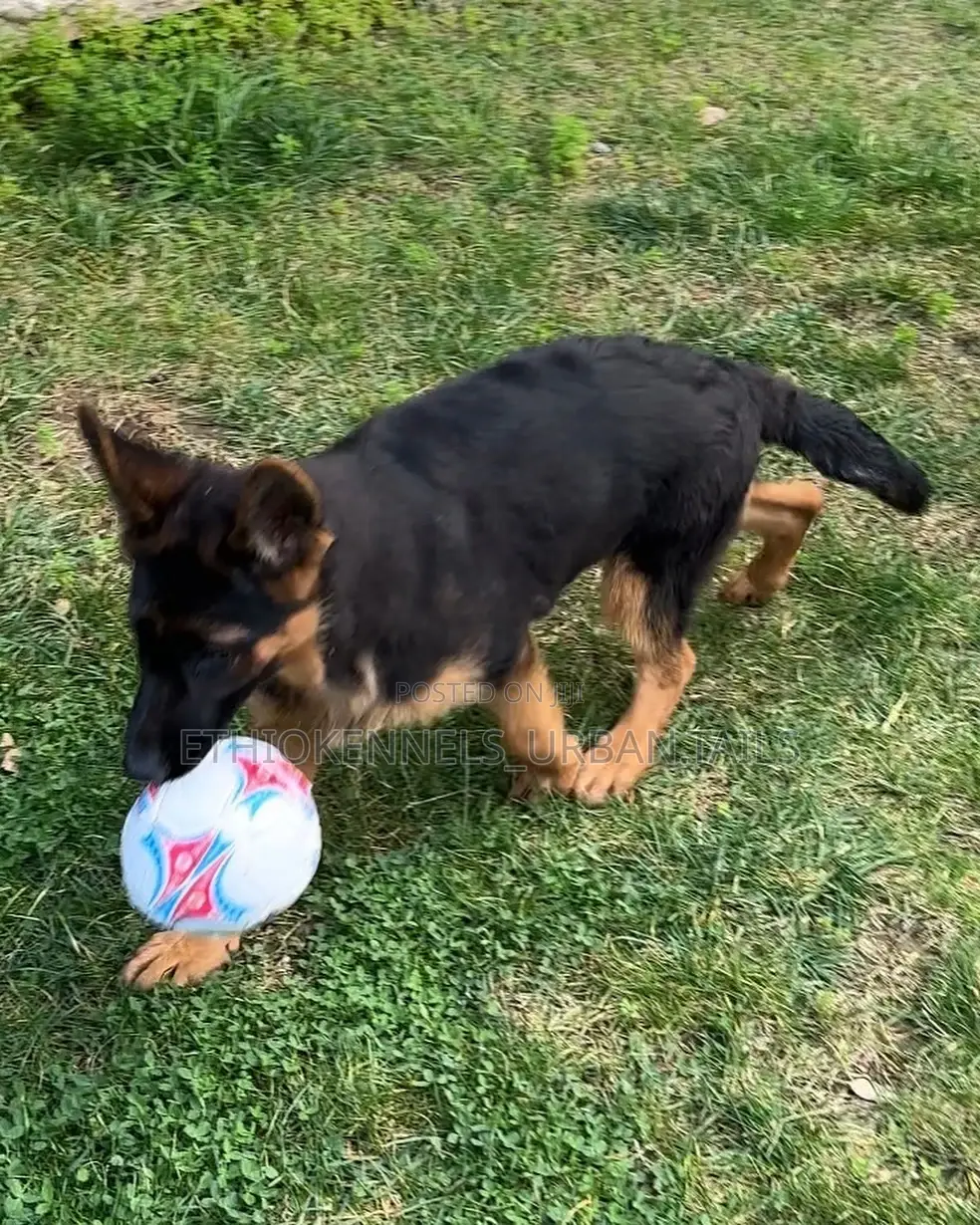 3-6 months Male Purebred German Shepherd