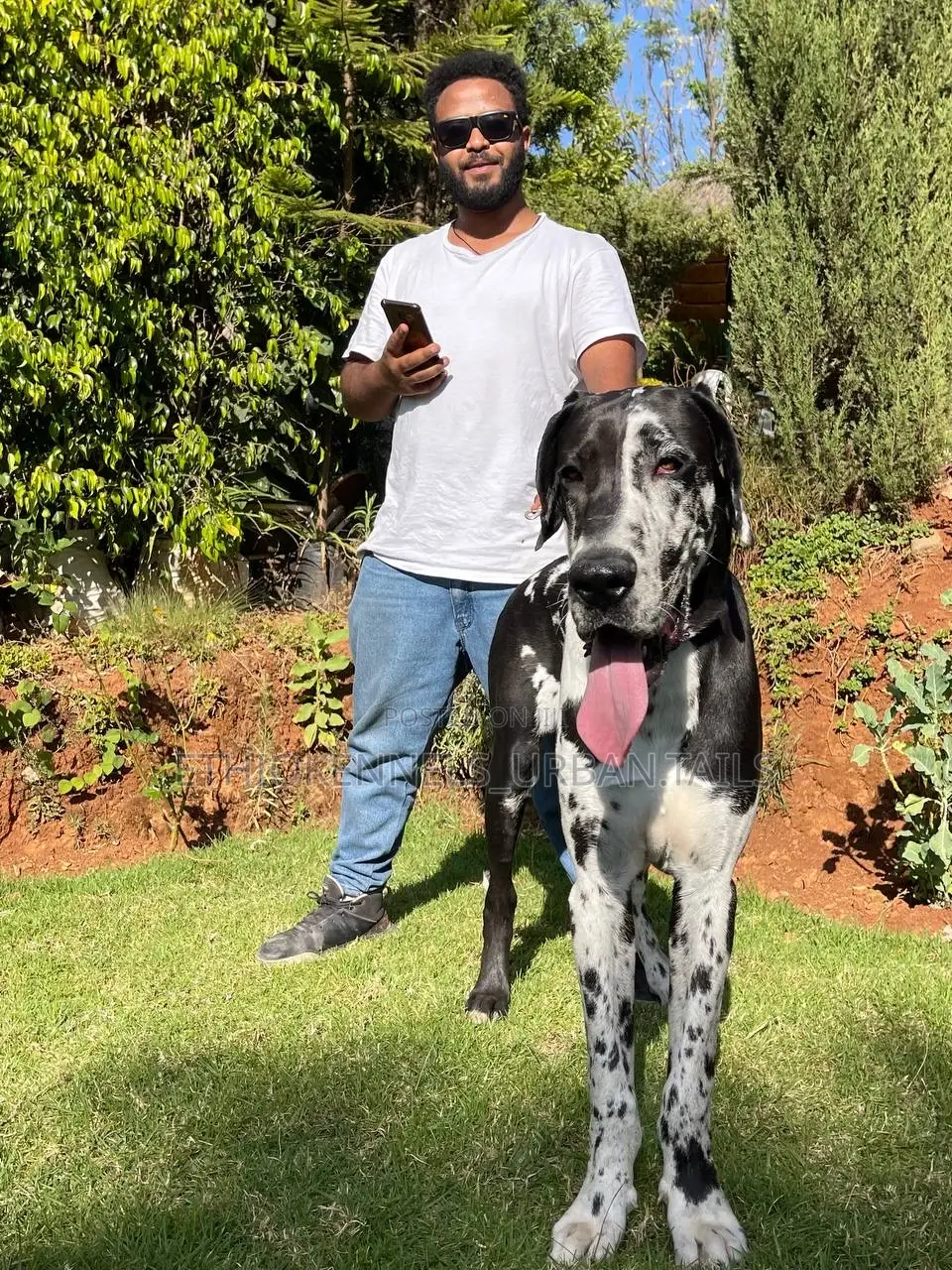 1-3 months Male Purebred Great Dane