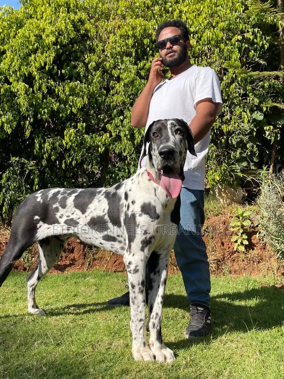 1-3 months Male Purebred Great Dane