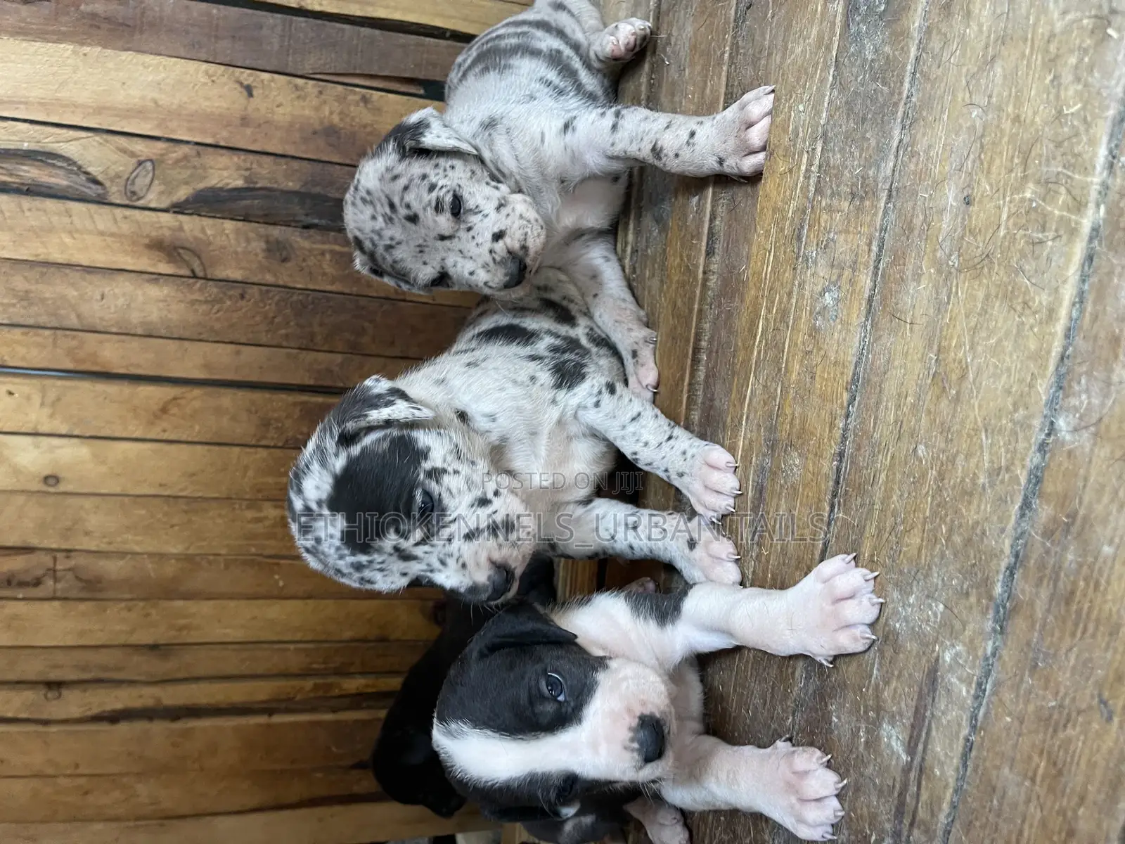 1-3 months Male Purebred Great Dane