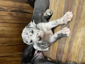 1-3 months Male Purebred Great Dane