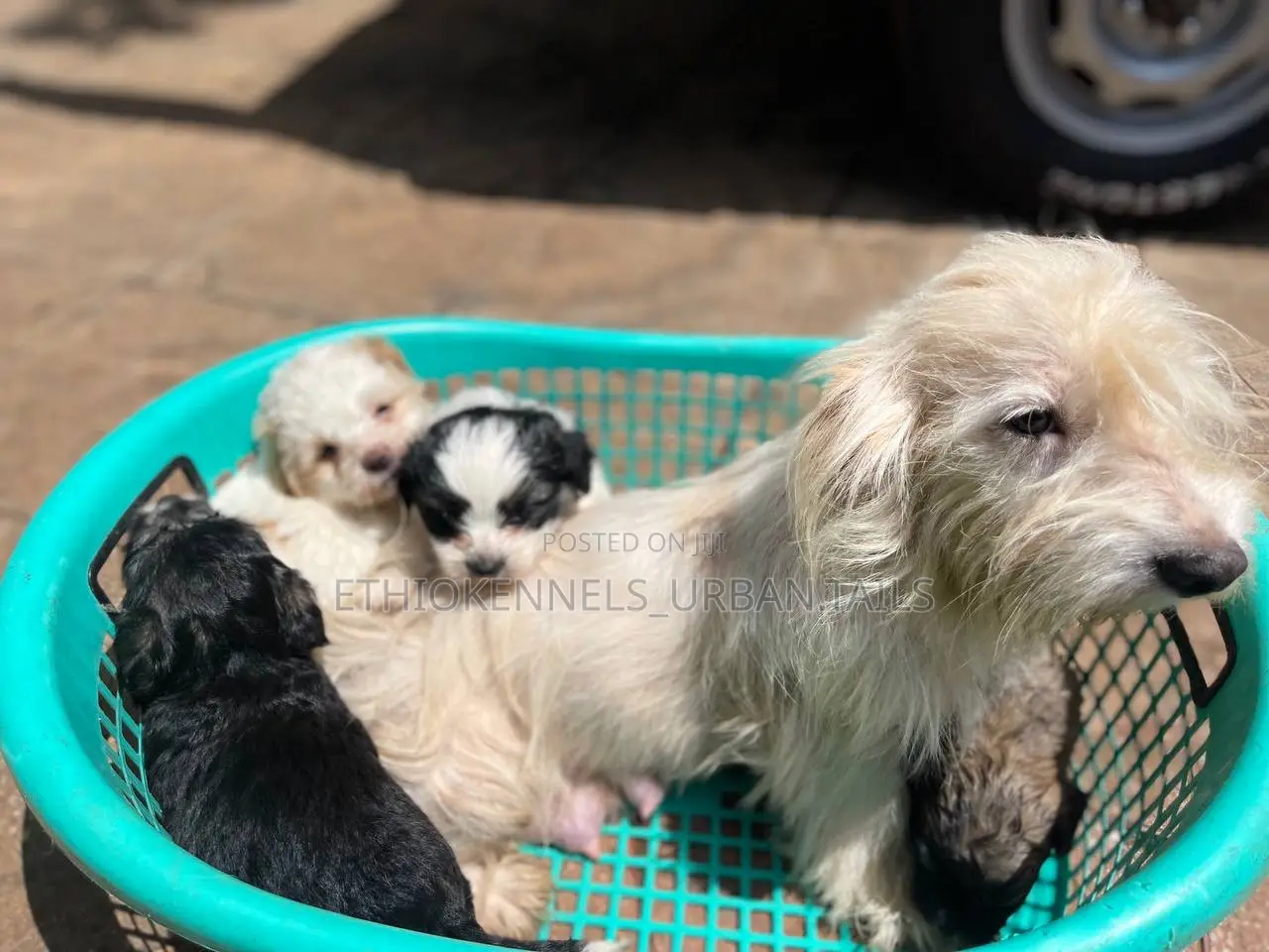 1-3 months Male Mixed Breed Maltese