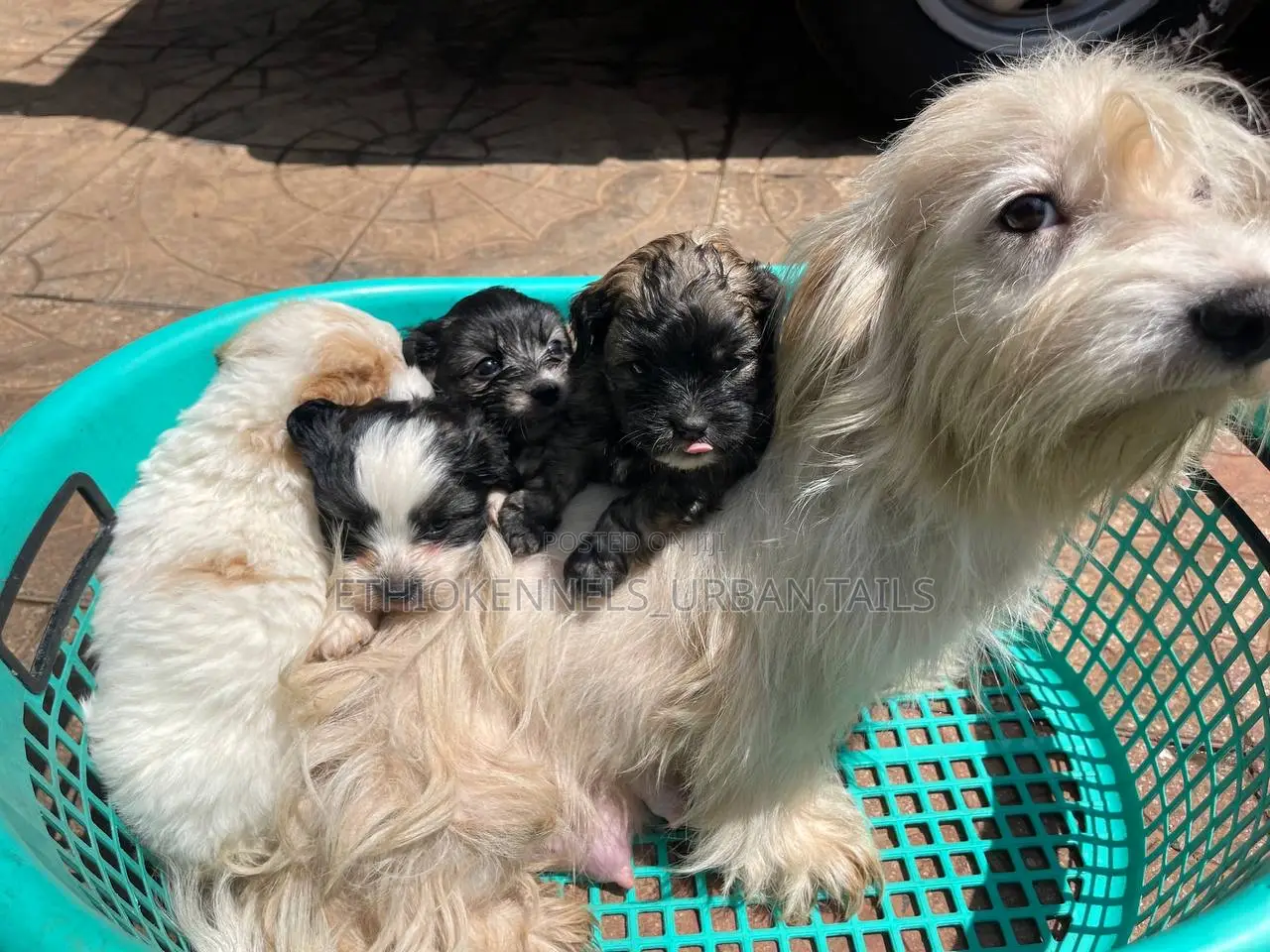 1-3 months Male Mixed Breed Maltese