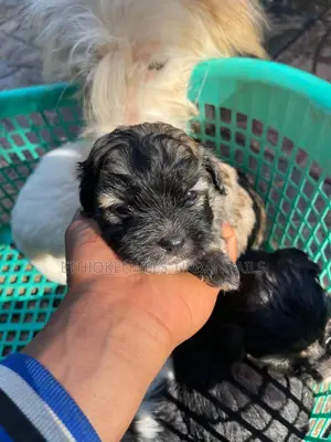 1-3 months Male Mixed Breed Maltese