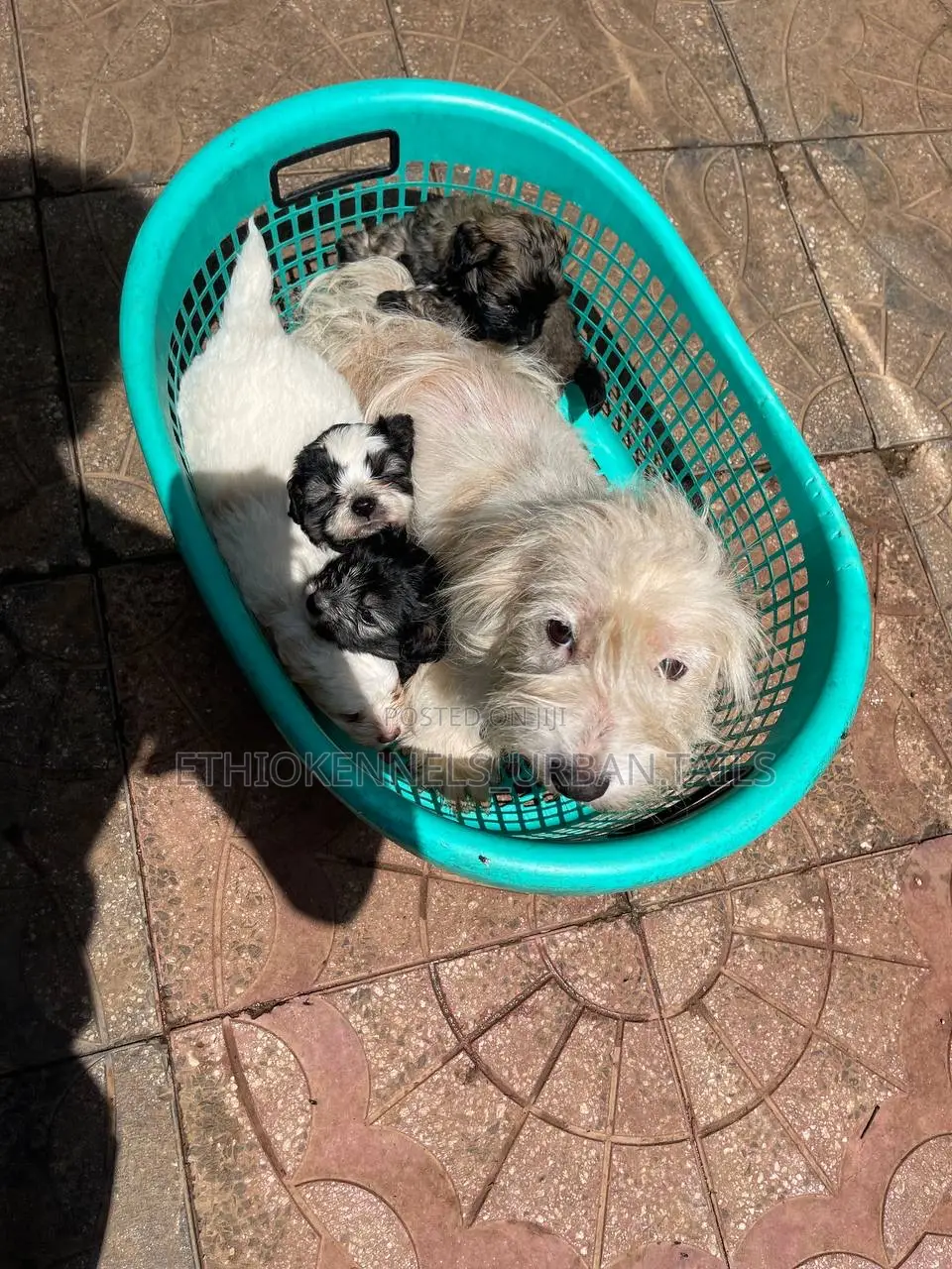 1-3 months Male Mixed Breed Maltese