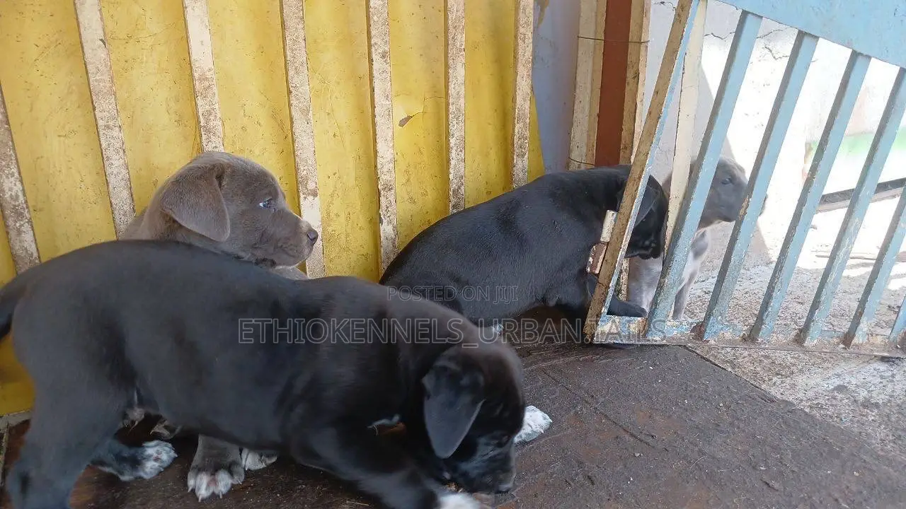 1-3 months Male Purebred American Pit Bull Terrier