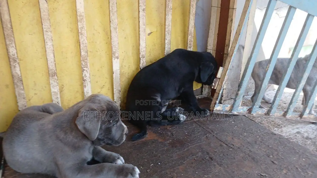 1-3 months Male Purebred American Pit Bull Terrier