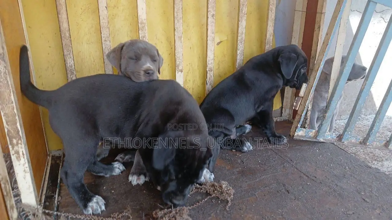 1-3 months Male Purebred American Pit Bull Terrier