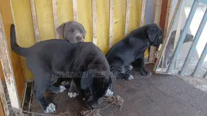 Photo - 1-3 months Male Purebred American Pit Bull Terrier