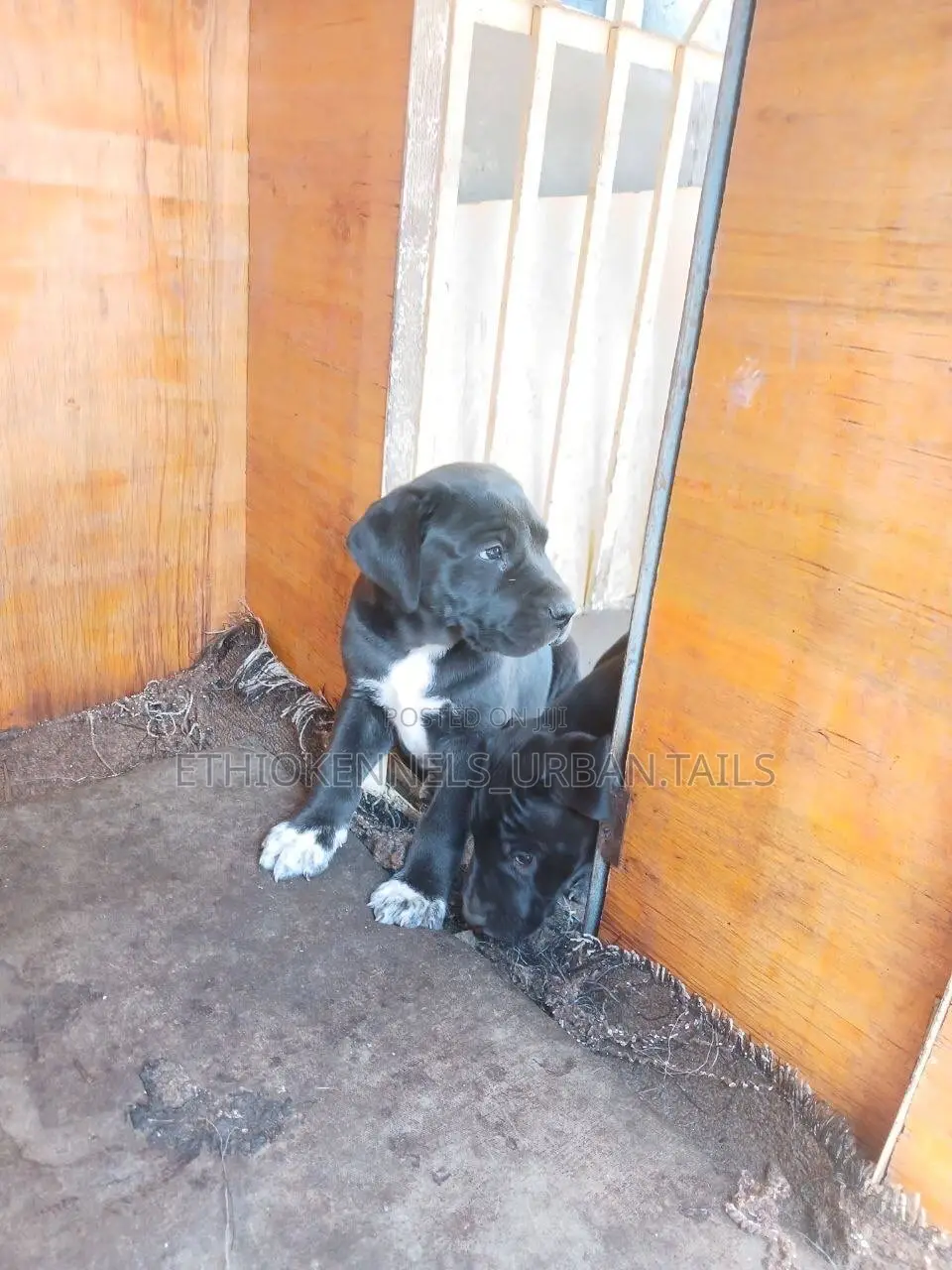 1-3 months Male Purebred American Pit Bull Terrier