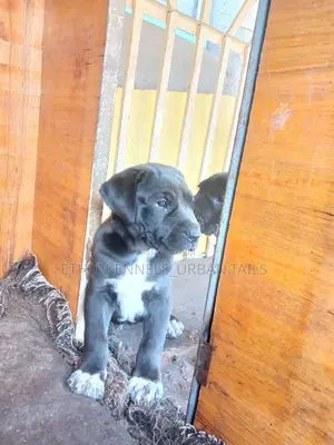 1-3 months Male Purebred American Pit Bull Terrier