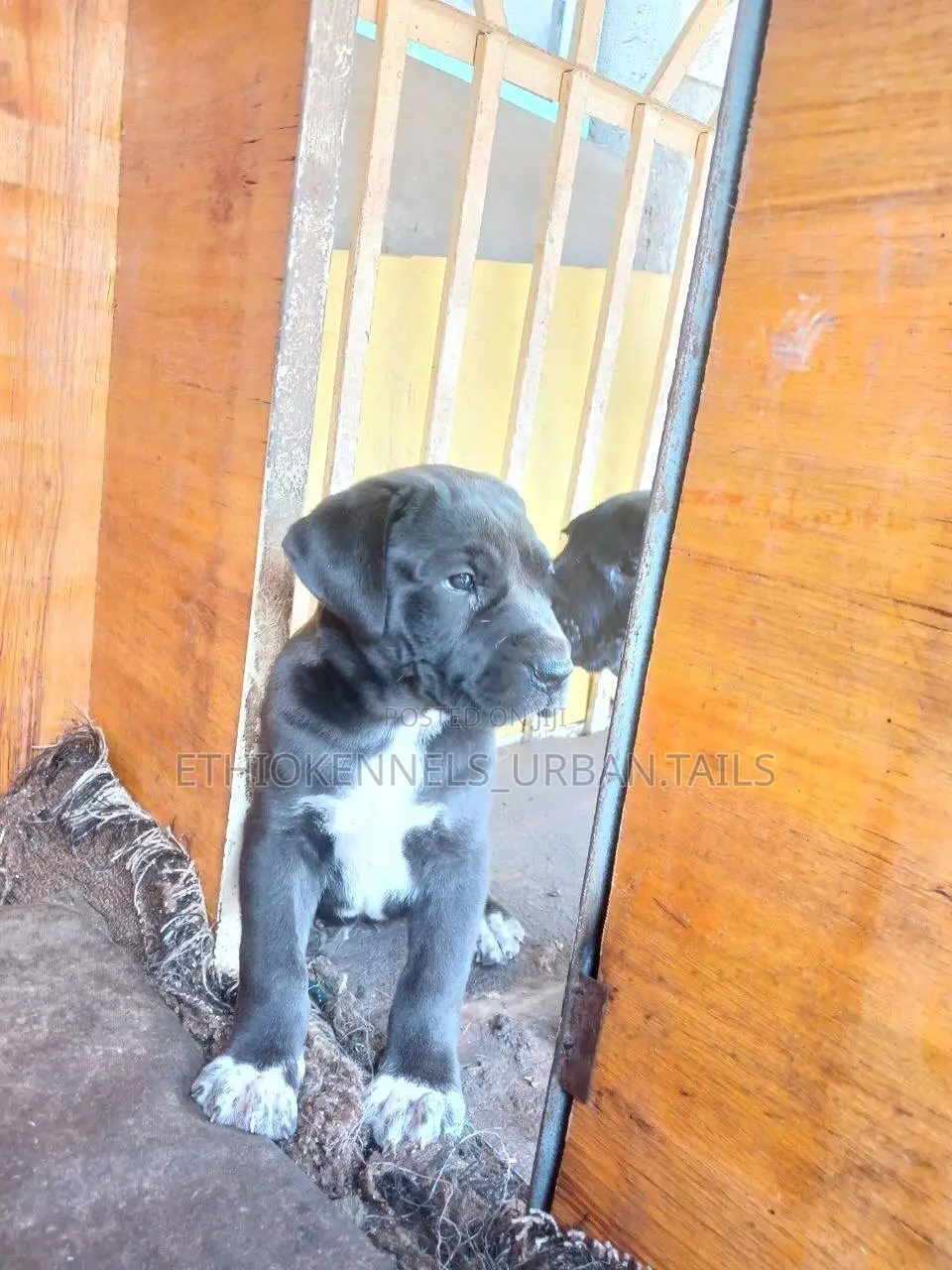 1-3 months Male Purebred American Pit Bull Terrier