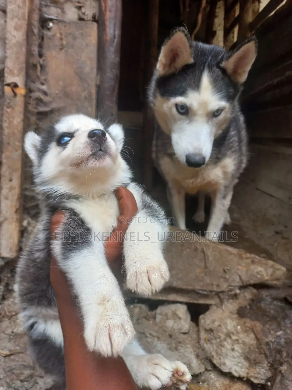 0-1 month Male Purebred Siberian Husky