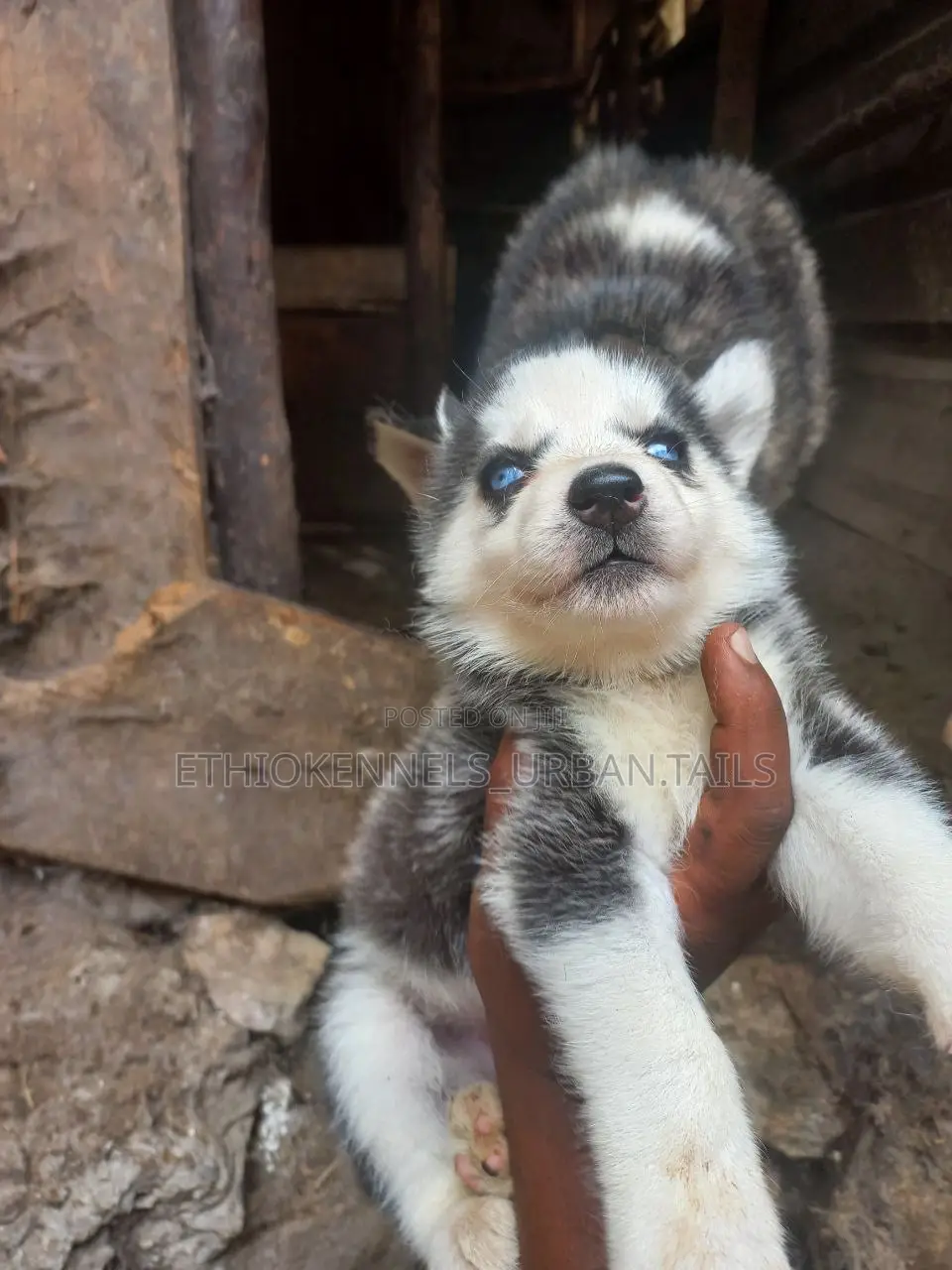 0-1 month Male Purebred Siberian Husky