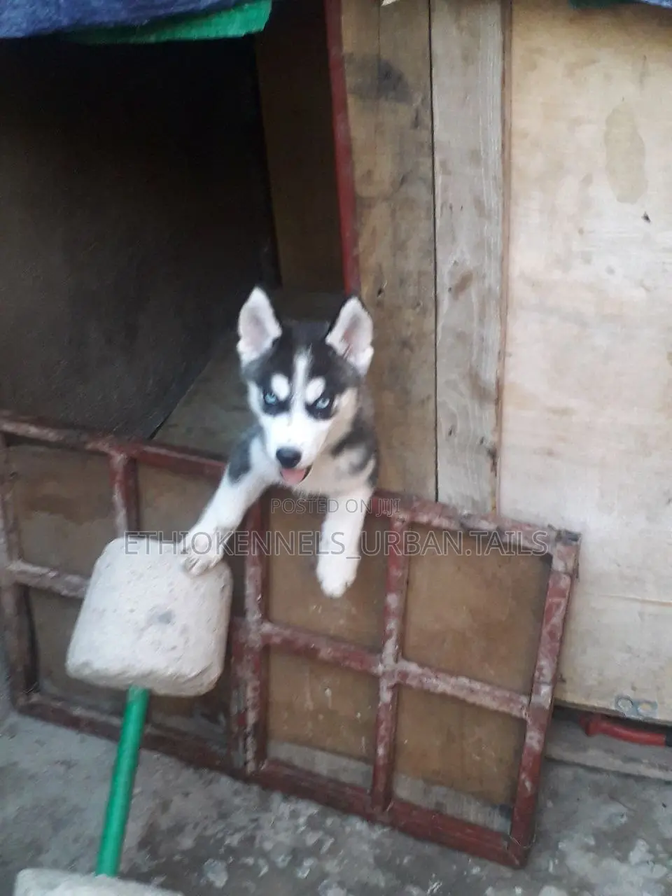 0-1 month Male Purebred Siberian Husky