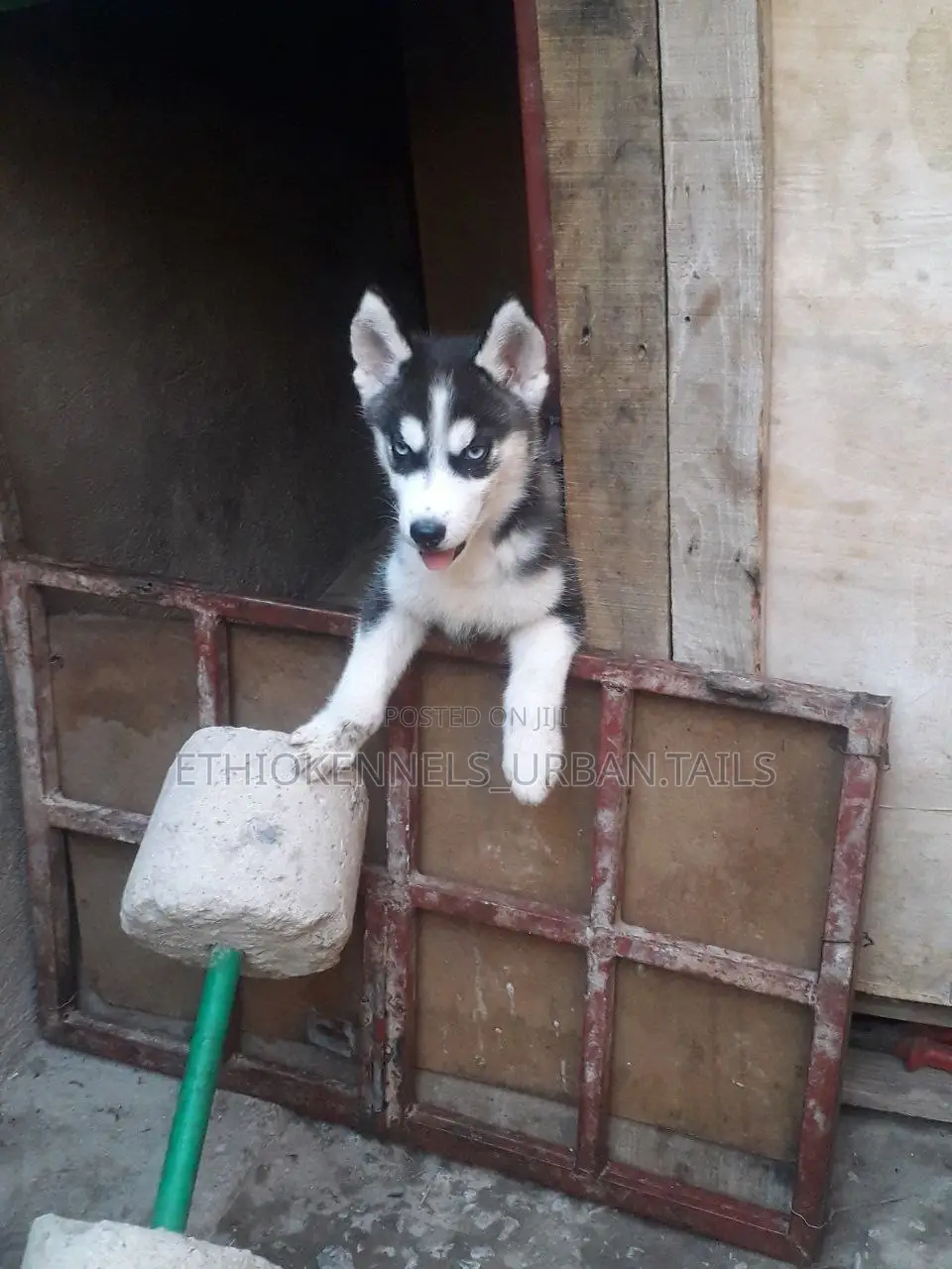 0-1 month Male Purebred Siberian Husky