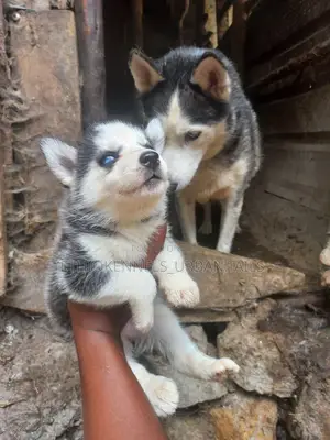 0-1 month Male Purebred Siberian Husky