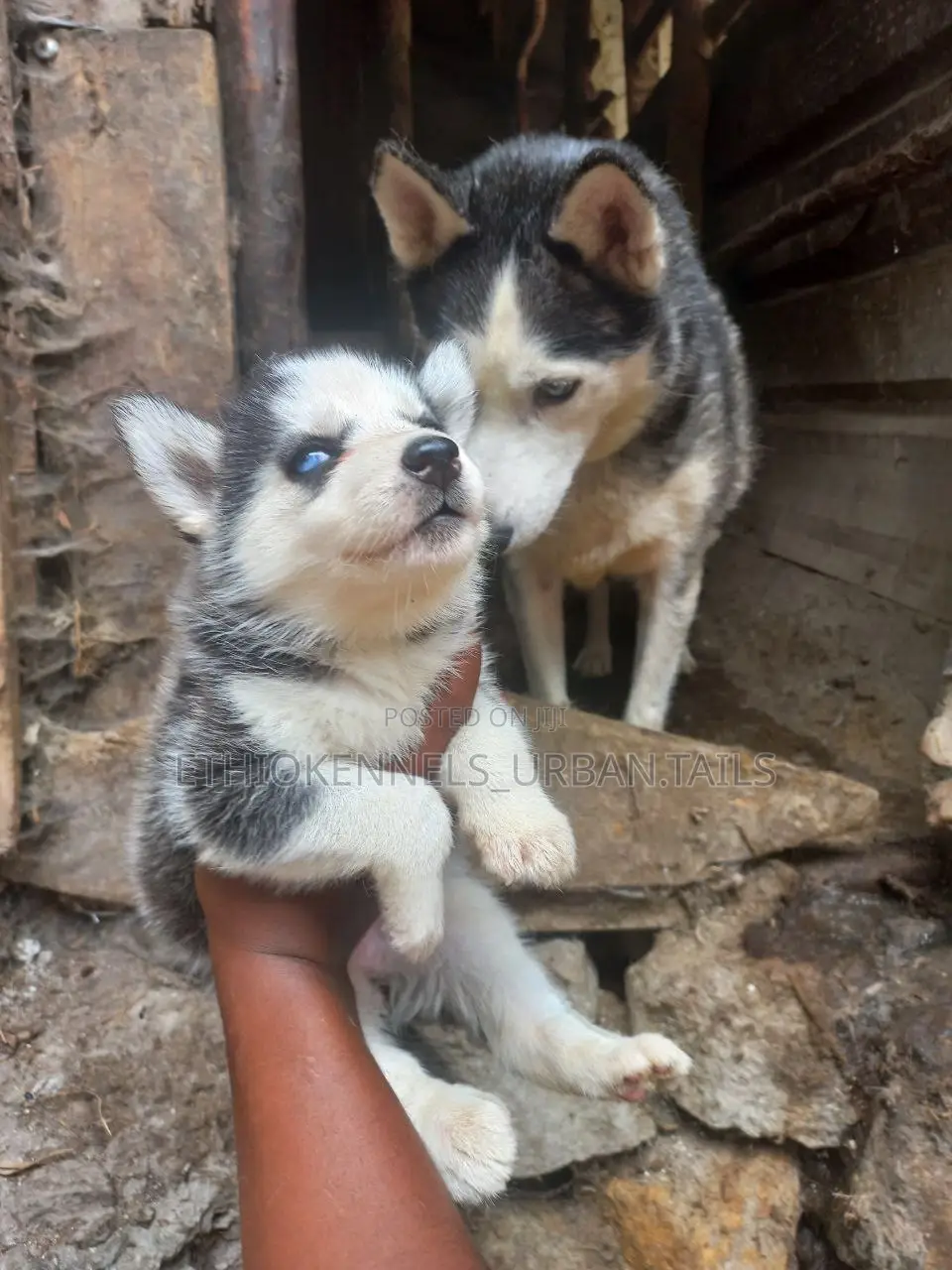 0-1 month Male Purebred Siberian Husky