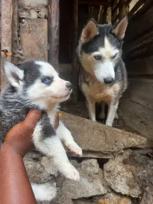 0-1 month Male Purebred Siberian Husky