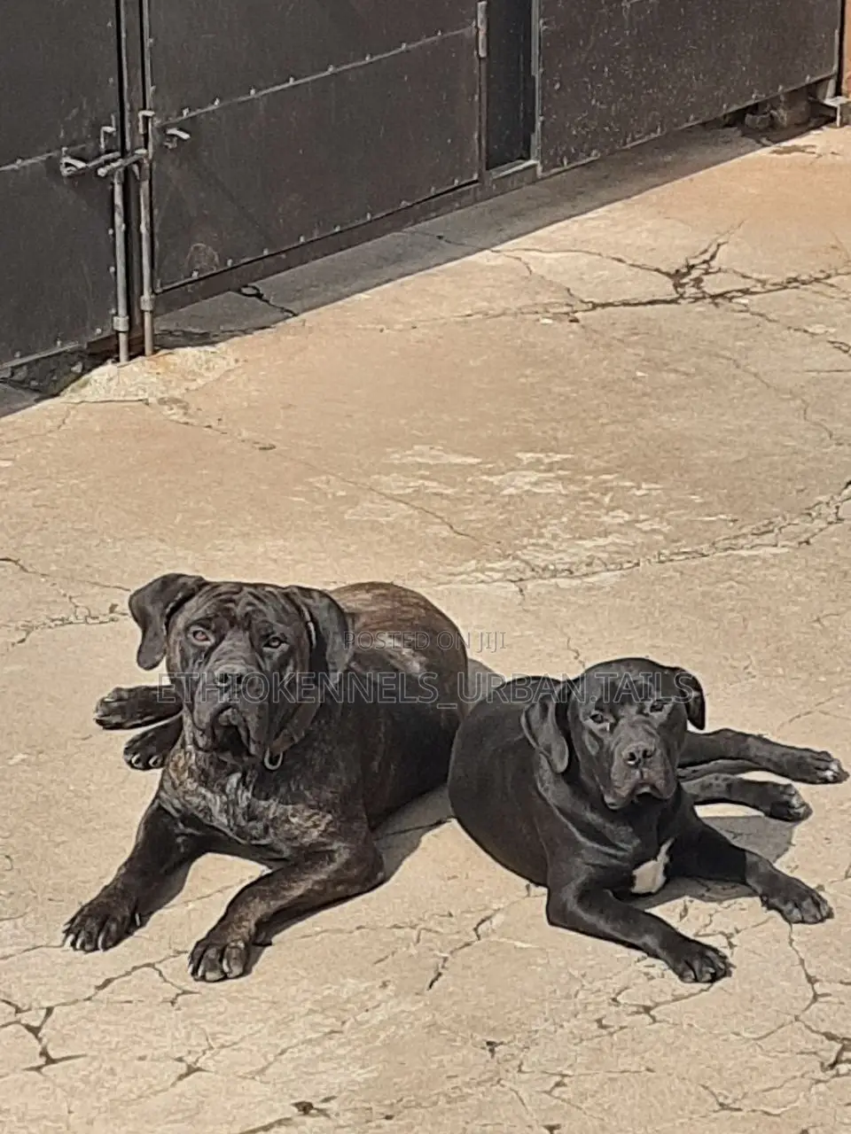 6-12 months Male Purebred Bullmastiff