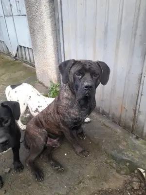 6-12 months Male Purebred Bullmastiff