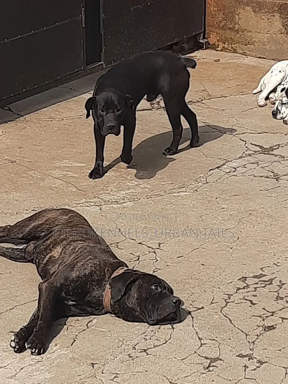 6-12 months Male Purebred Bullmastiff