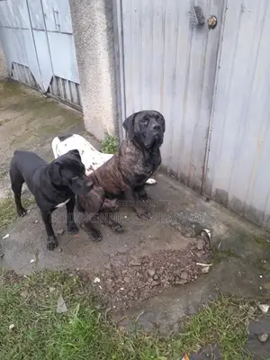 6-12 months Male Purebred Bullmastiff