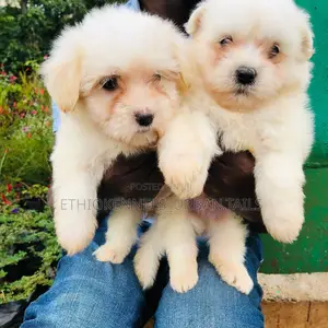 Photo - 1-3 months Male Purebred Maltese