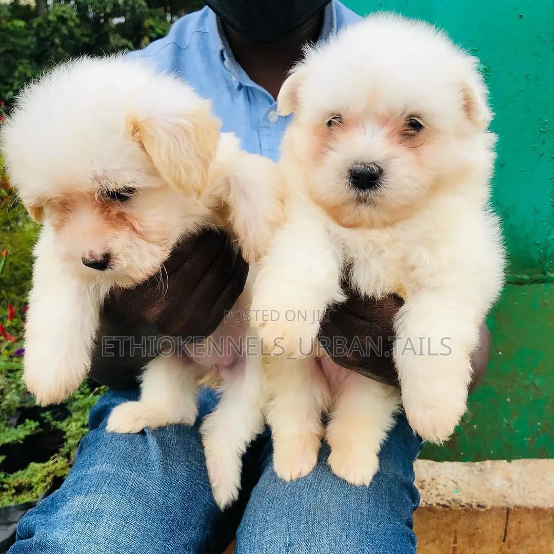 1-3 months Male Purebred Maltese