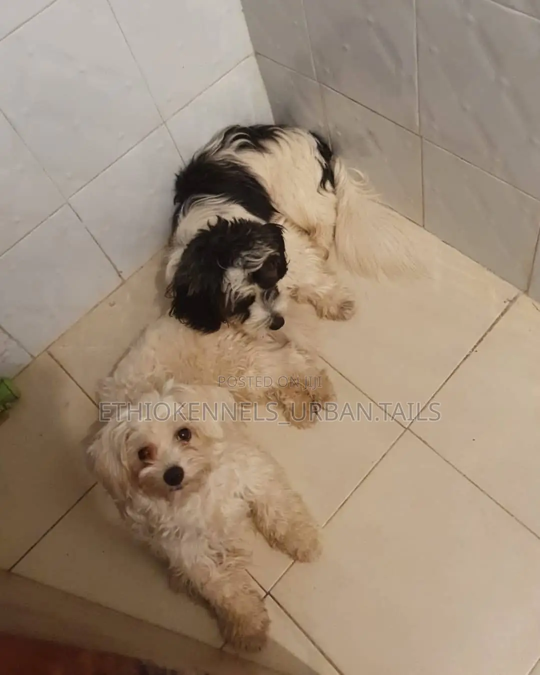 1-3 months Male Purebred Maltese