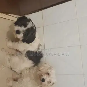 1-3 months Male Purebred Maltese