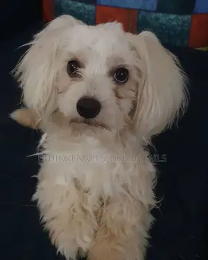 1-3 months Male Purebred Maltese