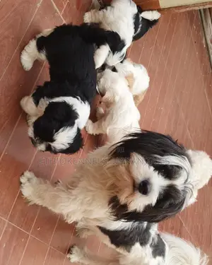 Photo - 1-3 months Male Purebred Maltese