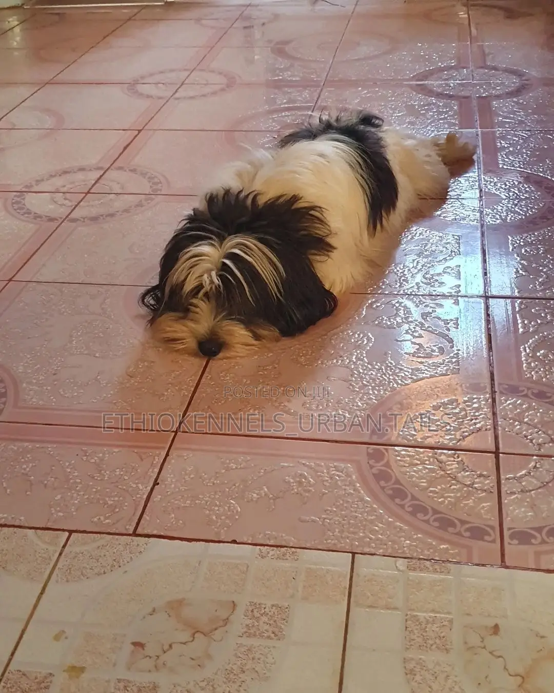 1-3 months Male Purebred Maltese