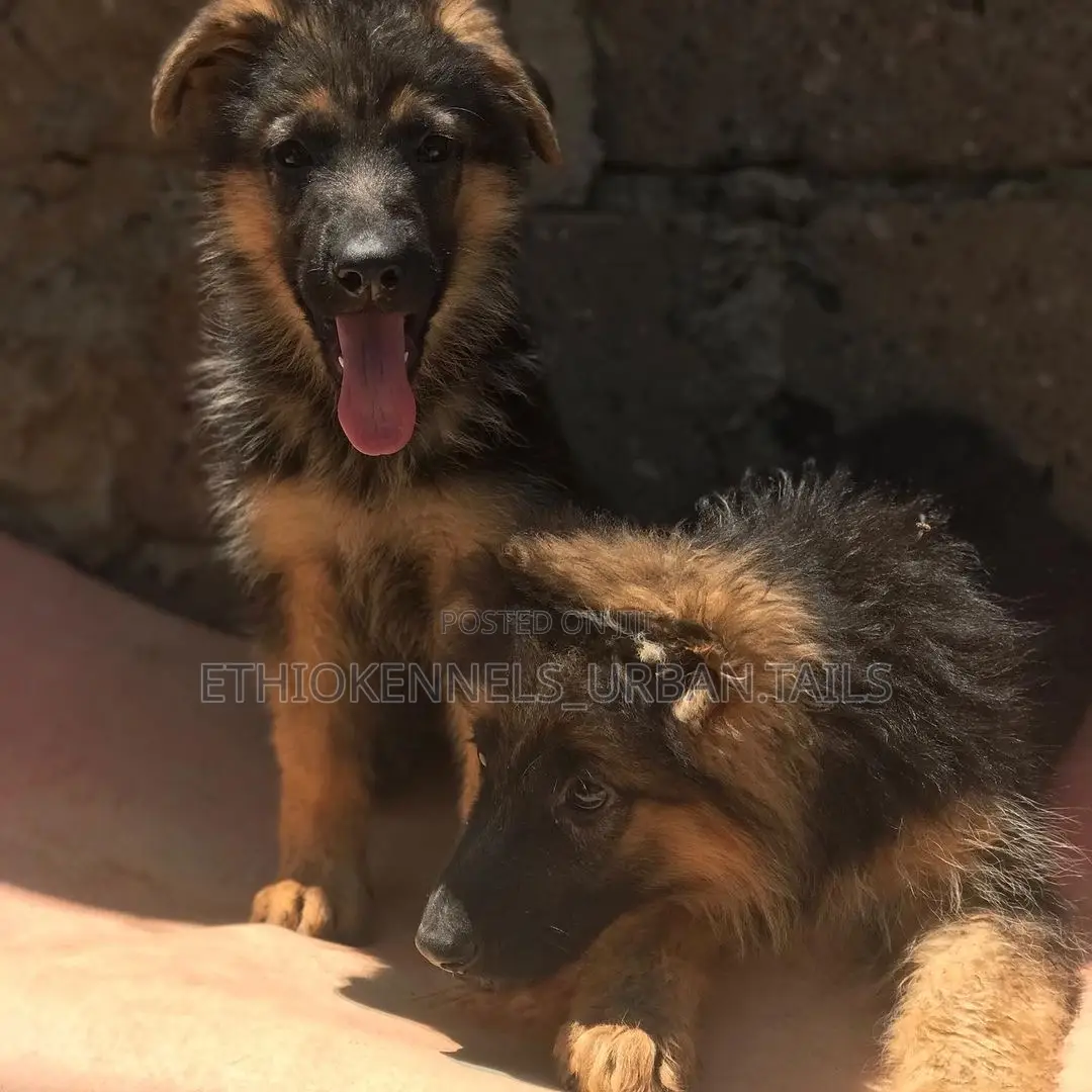 1-3 months Male Purebred German Shepherd