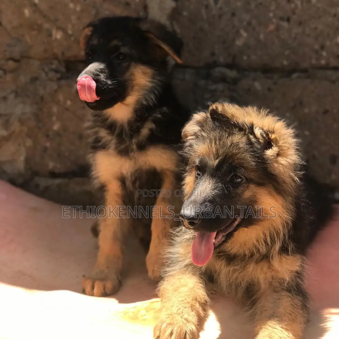 1-3 months Male Purebred German Shepherd