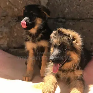 1-3 months Male Purebred German Shepherd