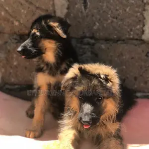 1-3 months Male Purebred German Shepherd