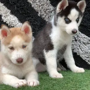 Photo - 1-3 months Male Purebred Siberian Husky