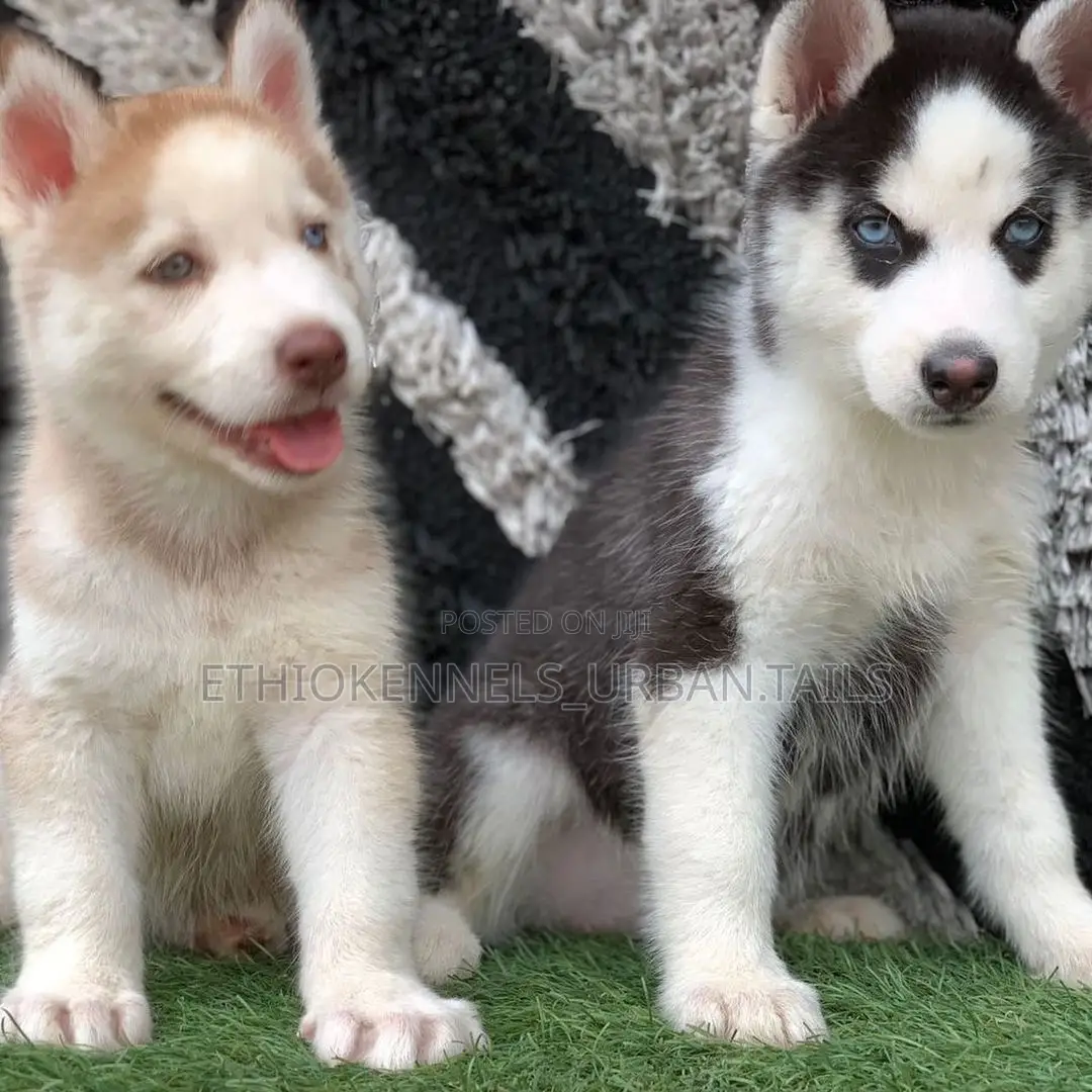 1-3 months Male Purebred Siberian Husky