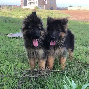 1-3 months Male Purebred German Shepherd