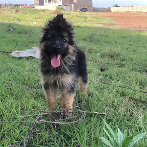 1-3 months Male Purebred German Shepherd