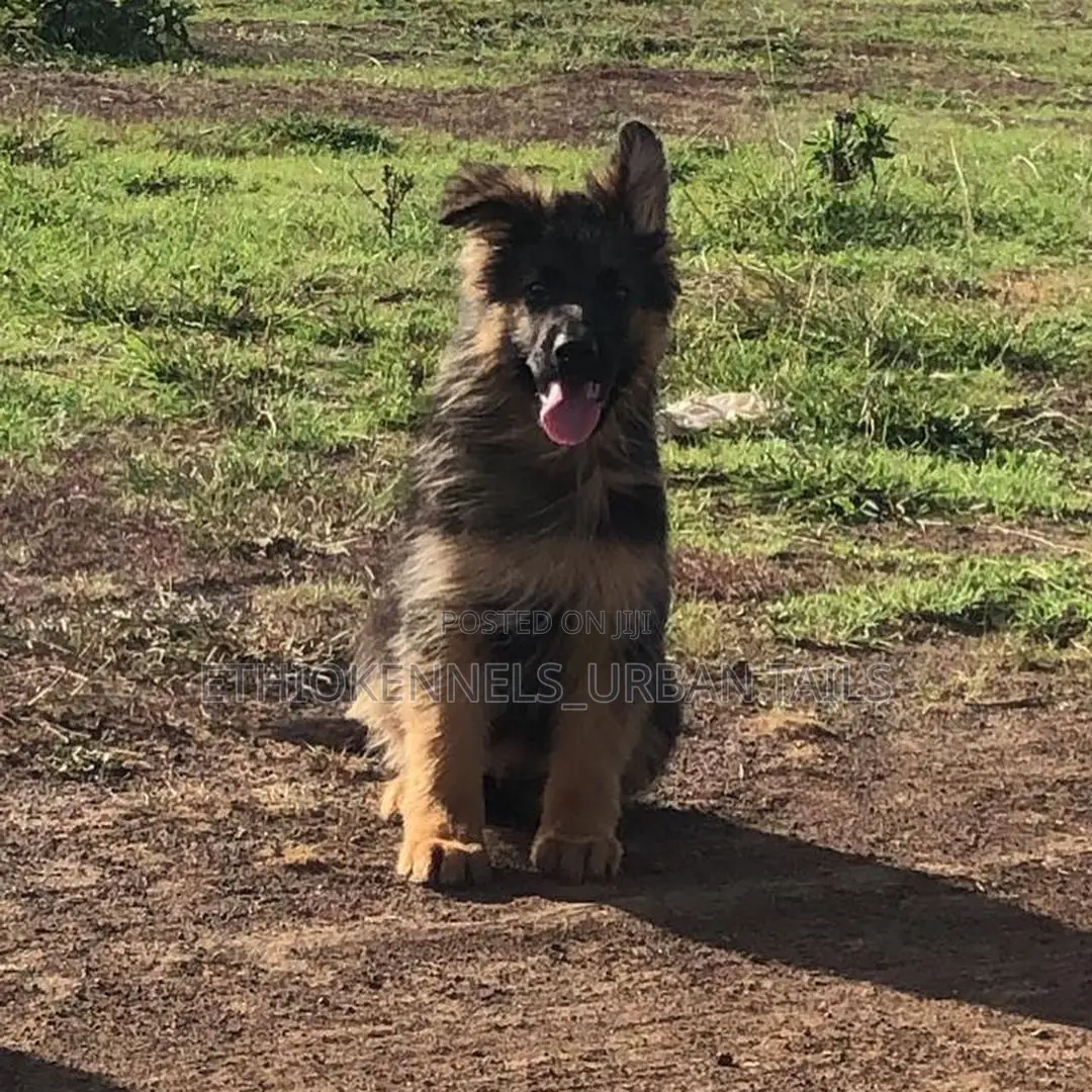 1-3 months Male Purebred German Shepherd