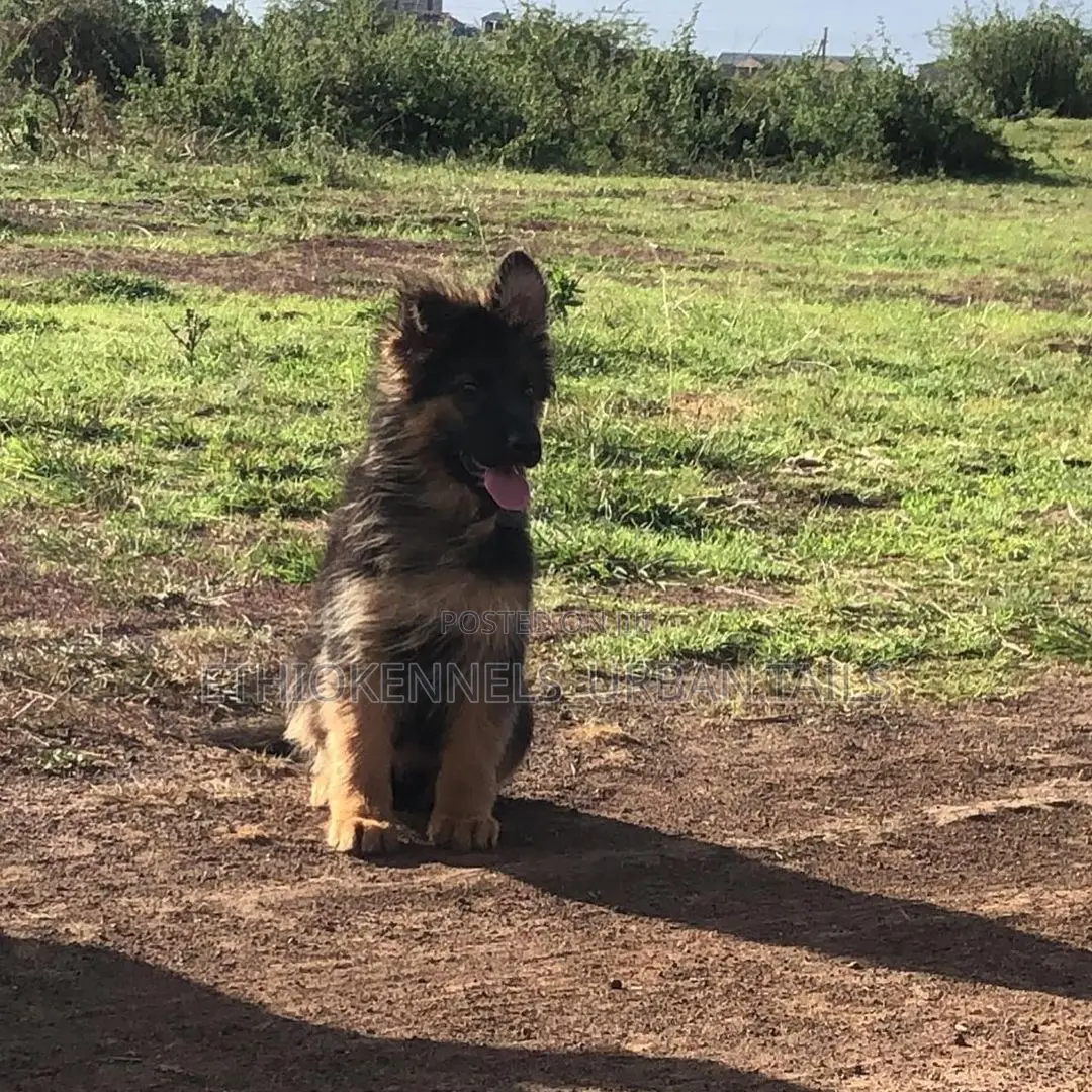 1-3 months Male Purebred German Shepherd