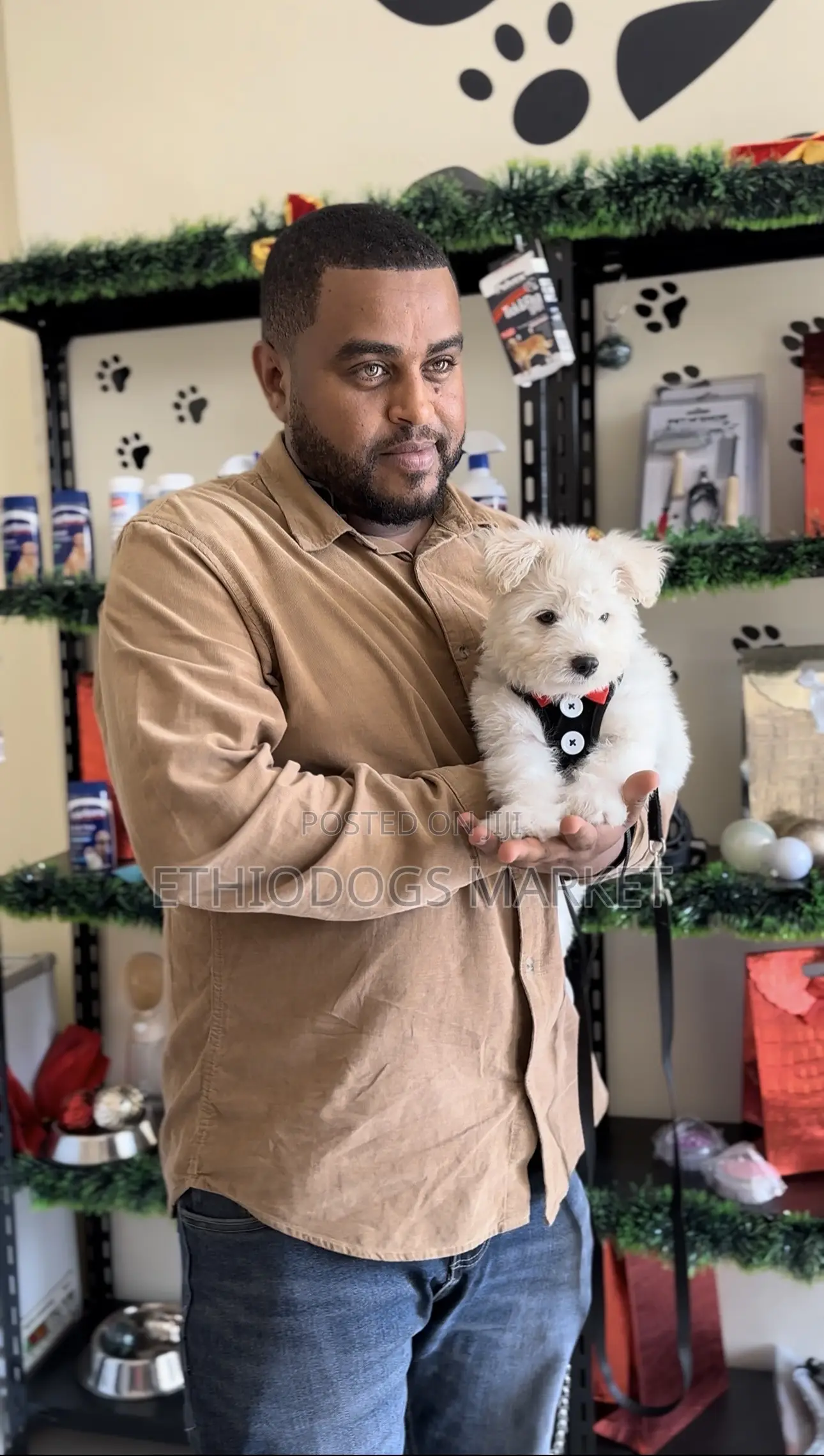 1-3 months Male Purebred Maltese