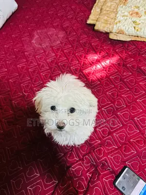 1-3 months Male Purebred Maltese